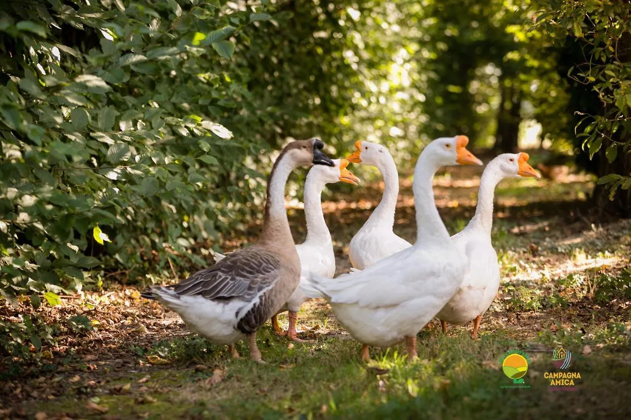 Séjour à la ferme Agriturismo Ai Carpini Marcon
