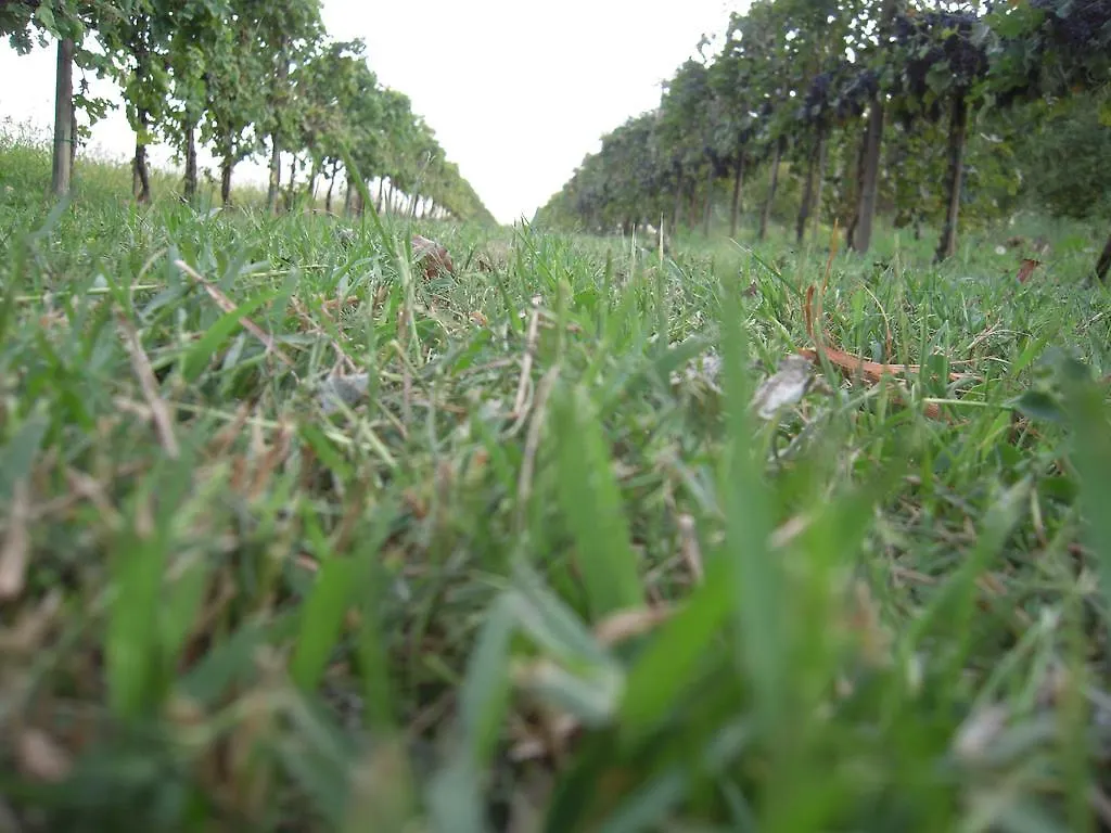 Agriturismo Ai Carpini Marcon